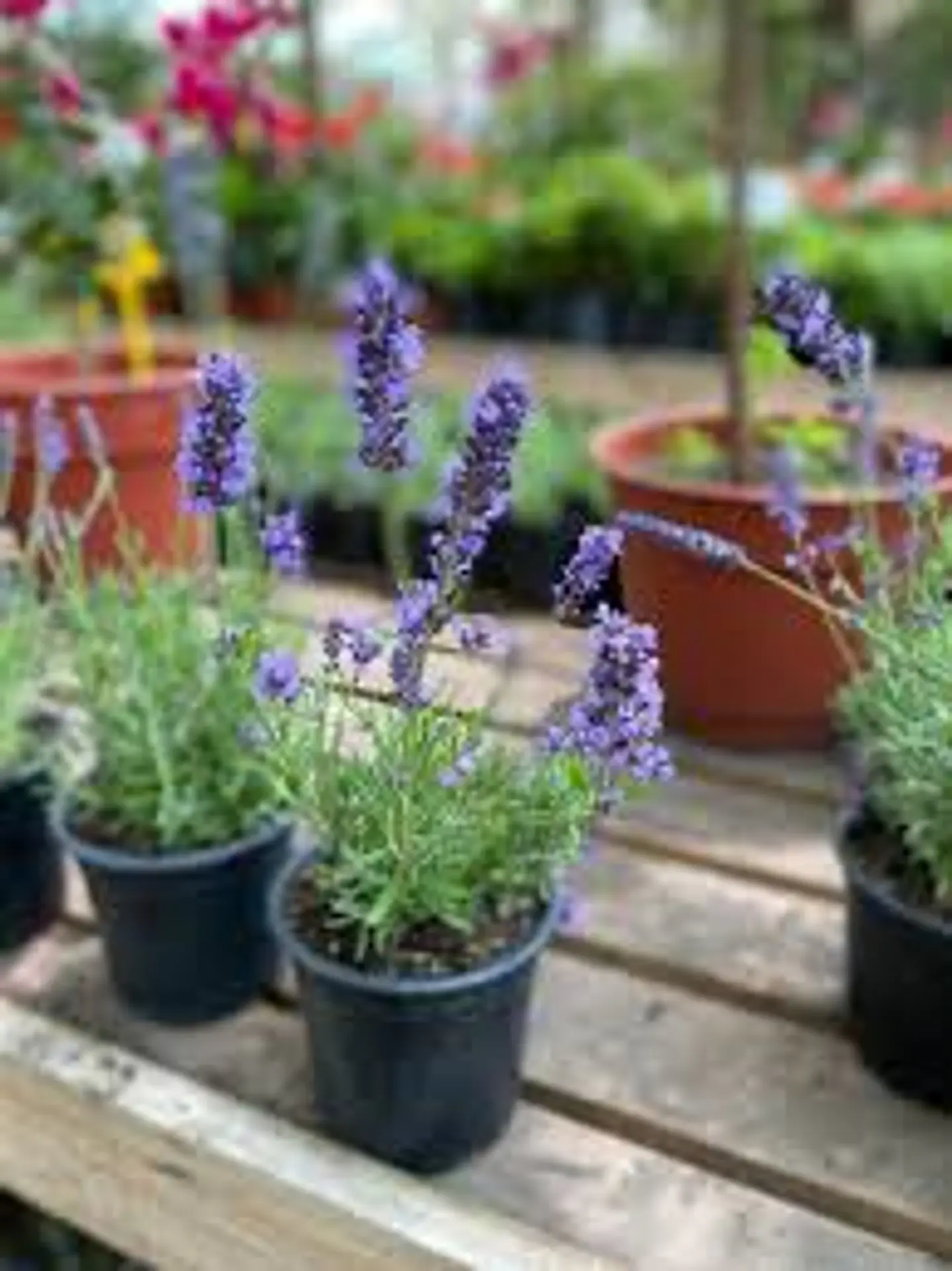 Plantas RV - Lavanda Inglesa tamaño S  1