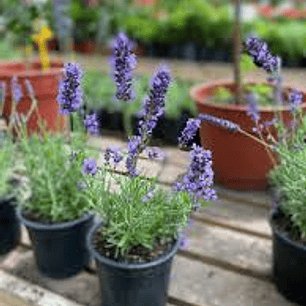 Plantas RV - Lavanda Inglesa tamaño S 