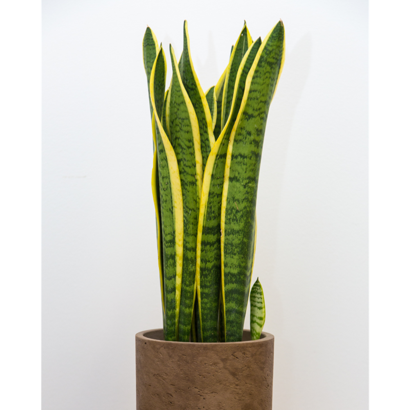 Plantas RV -  Sansevieria Tamaño L  1
