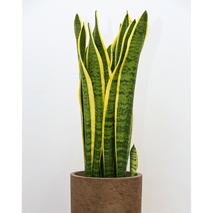Plantas RV -  Sansevieria Tamaño L 