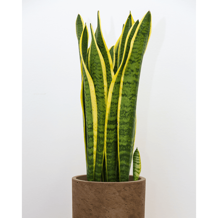 Plantas RV -  Sansevieria Tamaño L  1