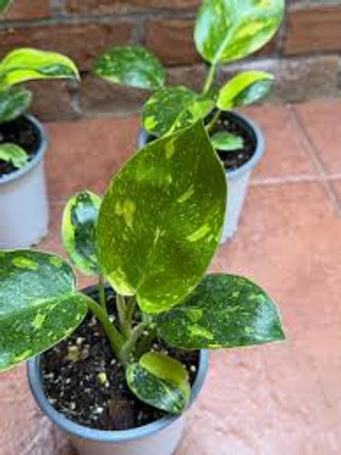 Plantas RV - Filodendro paraíso verde variegado L