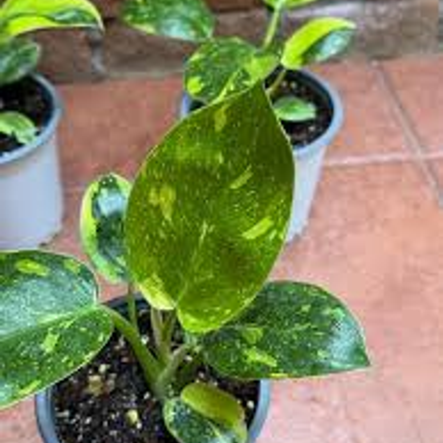Plantas RV - Filodendro paraíso verde variegado L 1