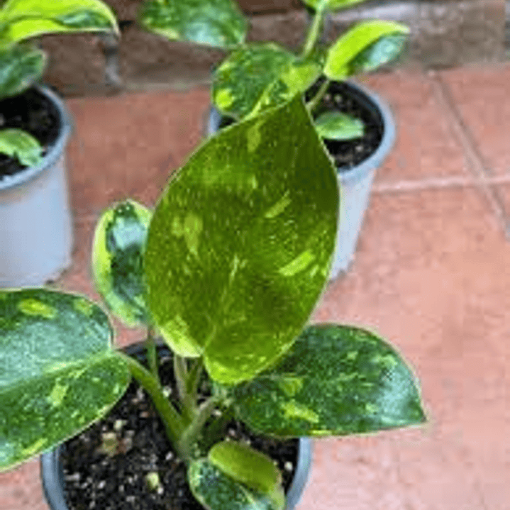 Plantas RV - Filodendro paraíso verde variegado L 1
