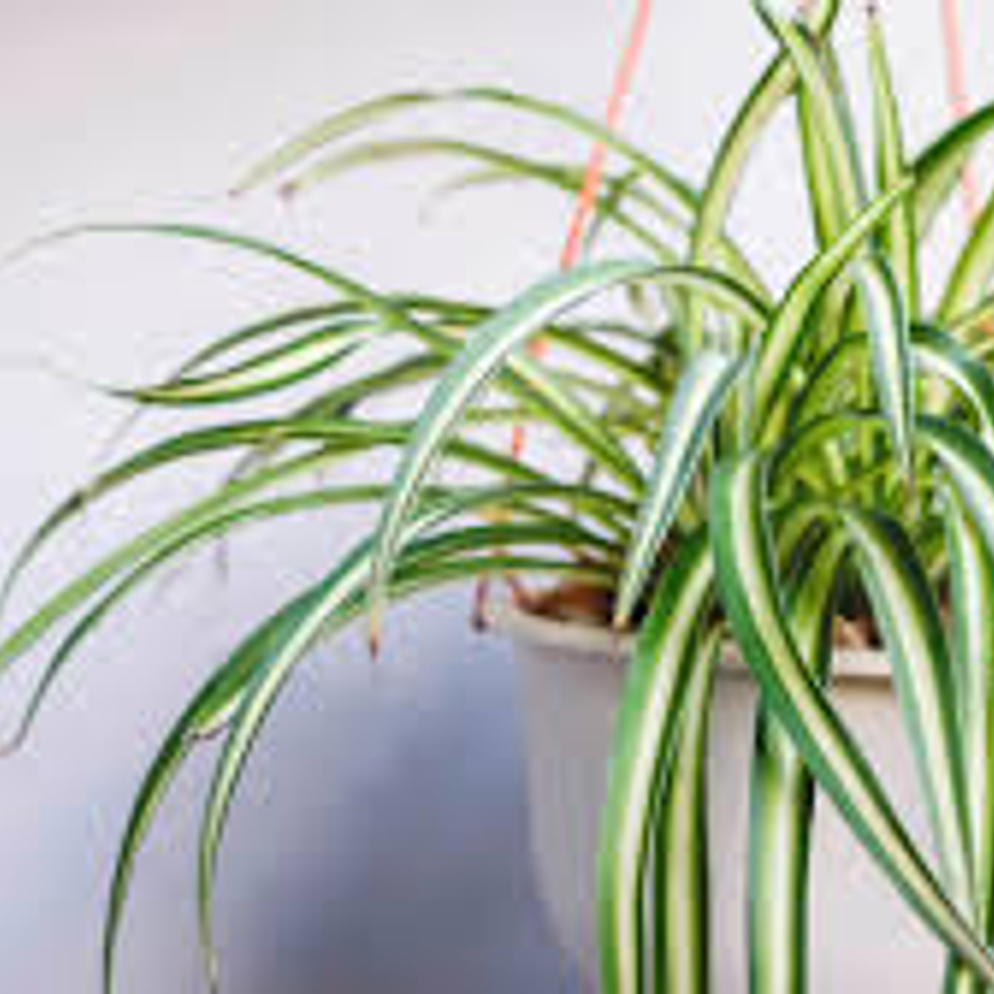 Plantas RV - Cinta tamaño M  1