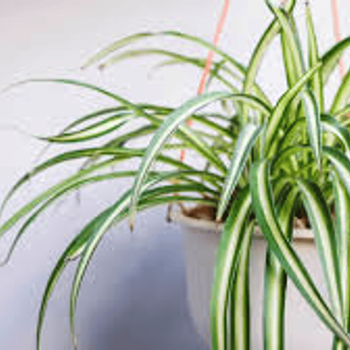 Plantas RV - Cinta tamaño M  1