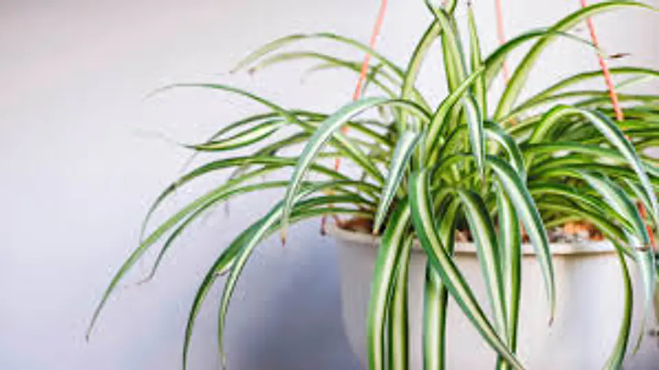 Plantas RV - Cinta tamaño M  1