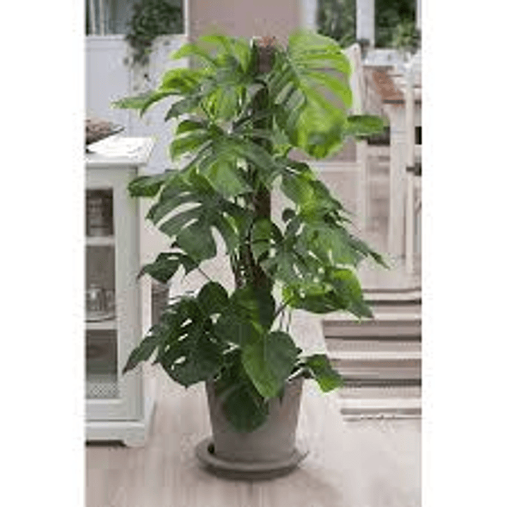 Plantas RV - Monstera Tamaño XL (sin maceta)  1