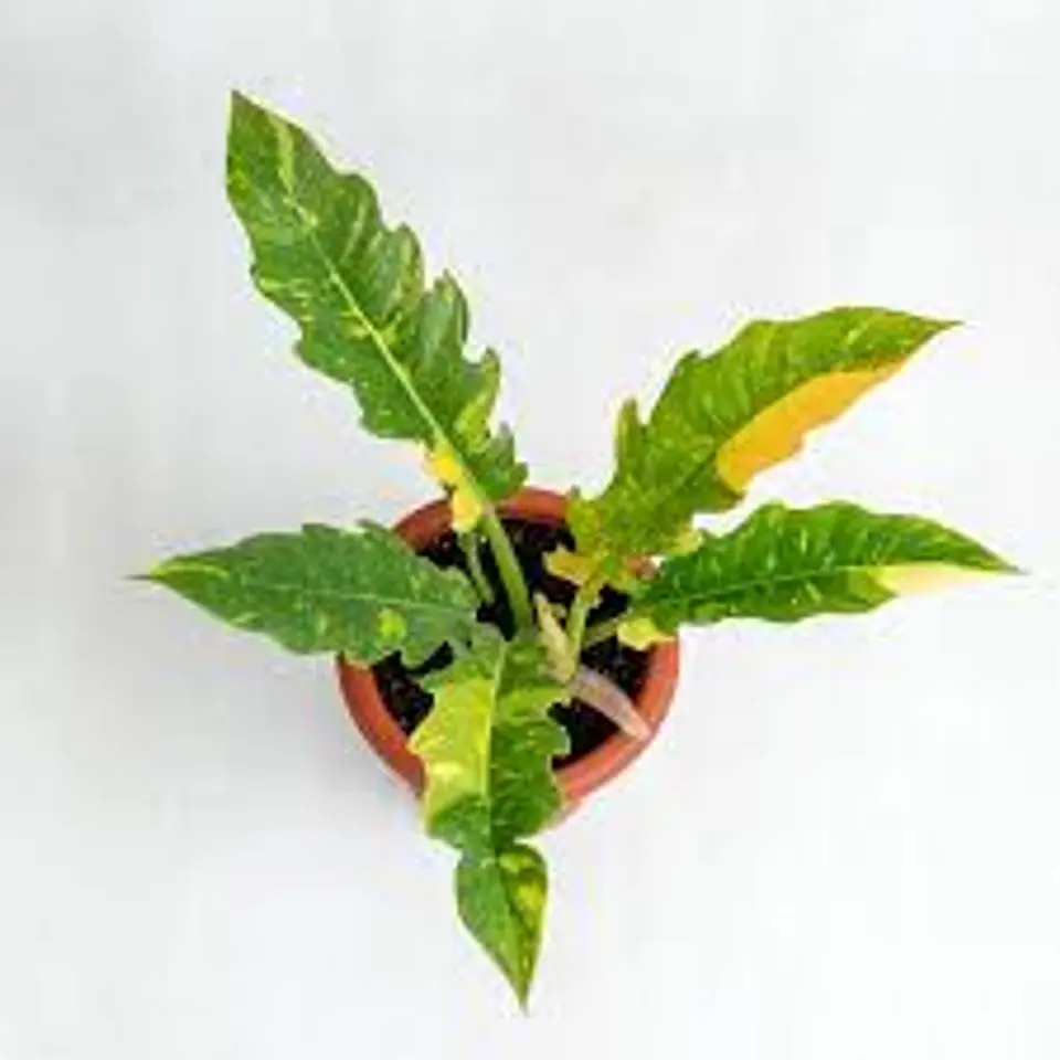 Plantas RV - Filodendro Ring of Fire Variegado  1