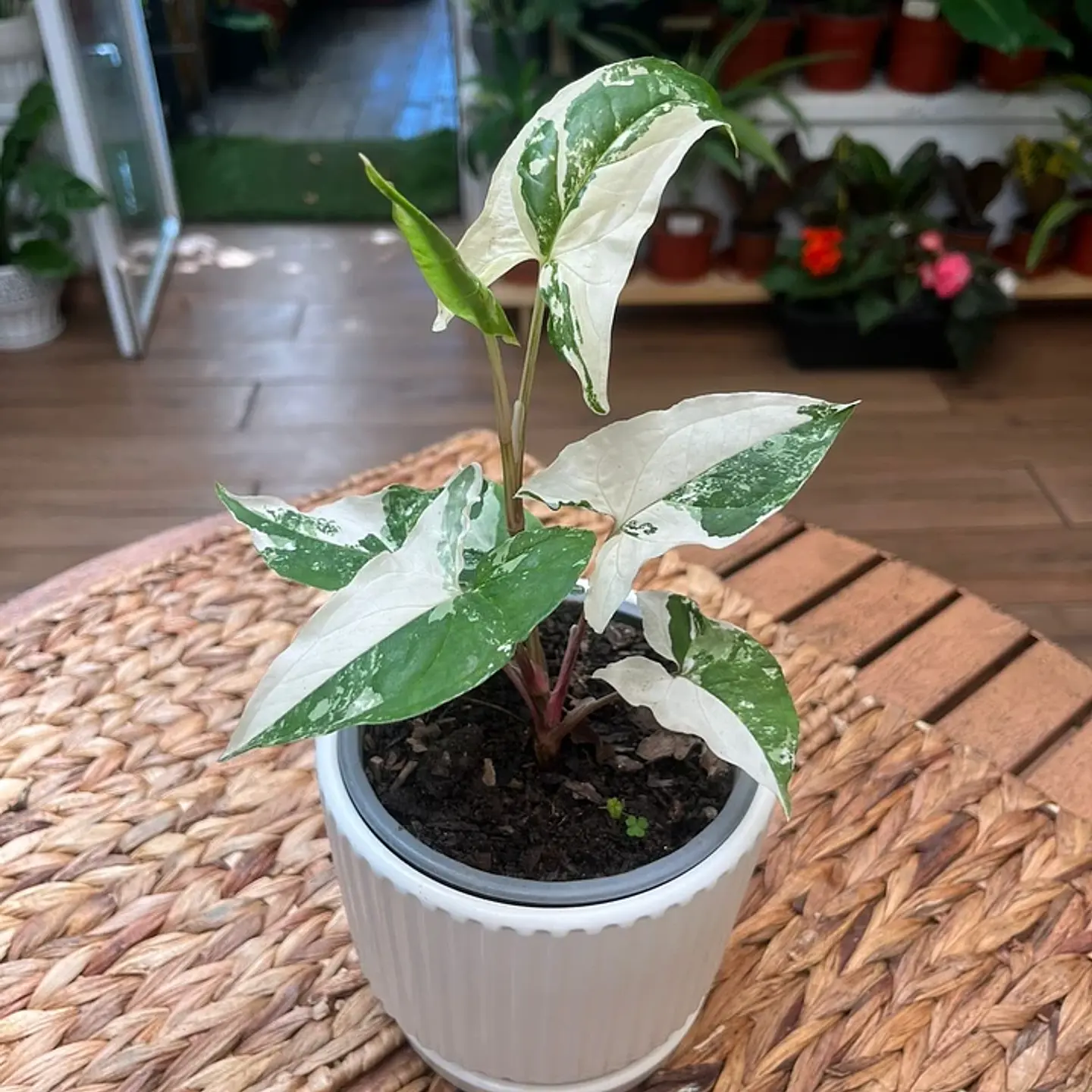 Plantas RV - Singonio Variegado Tamaño S  1