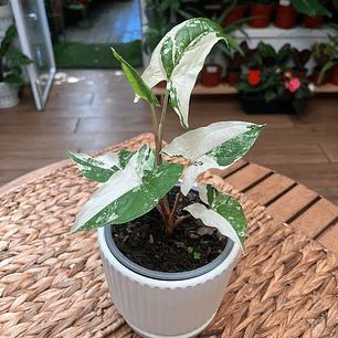 Plantas RV - Singonio Variegado Tamaño S 