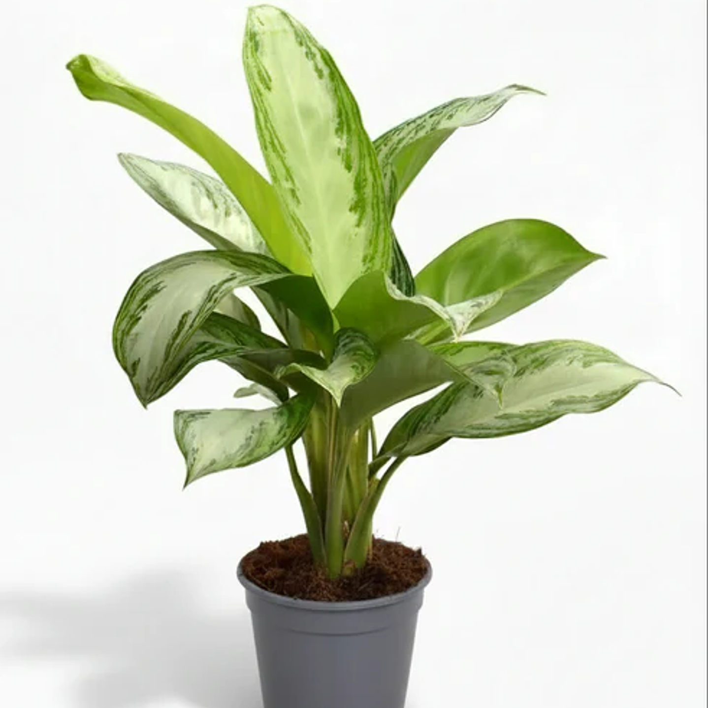 Plantas RV - Aglaonema Silver Bay 1
