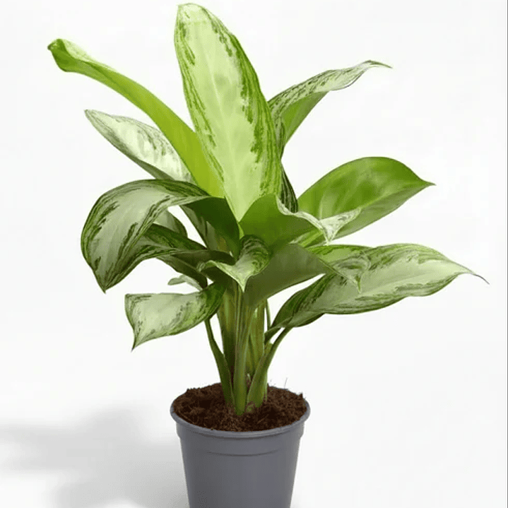 Plantas RV - Aglaonema Silver Bay 1