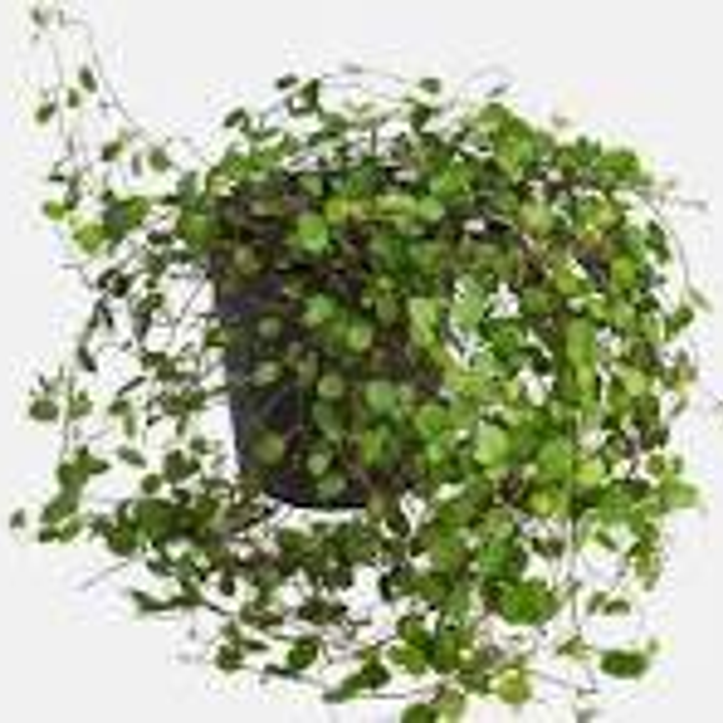 Plantas RV - Helecho lenteja 1