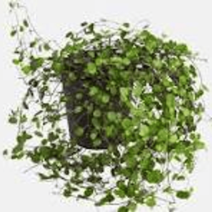 Plantas RV - Helecho lenteja 1