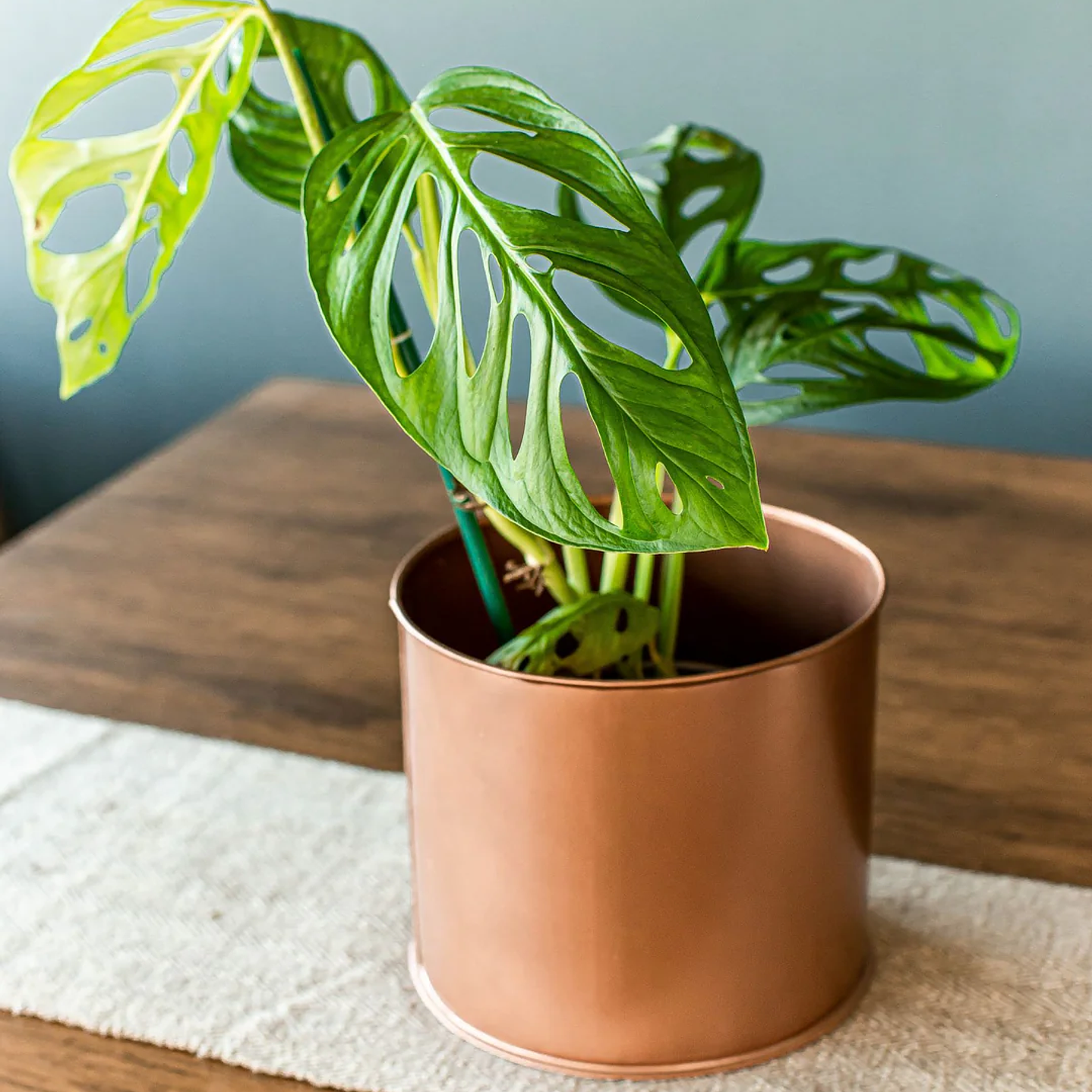 Plantas RV - Monstera Adansoni tamaño S  1