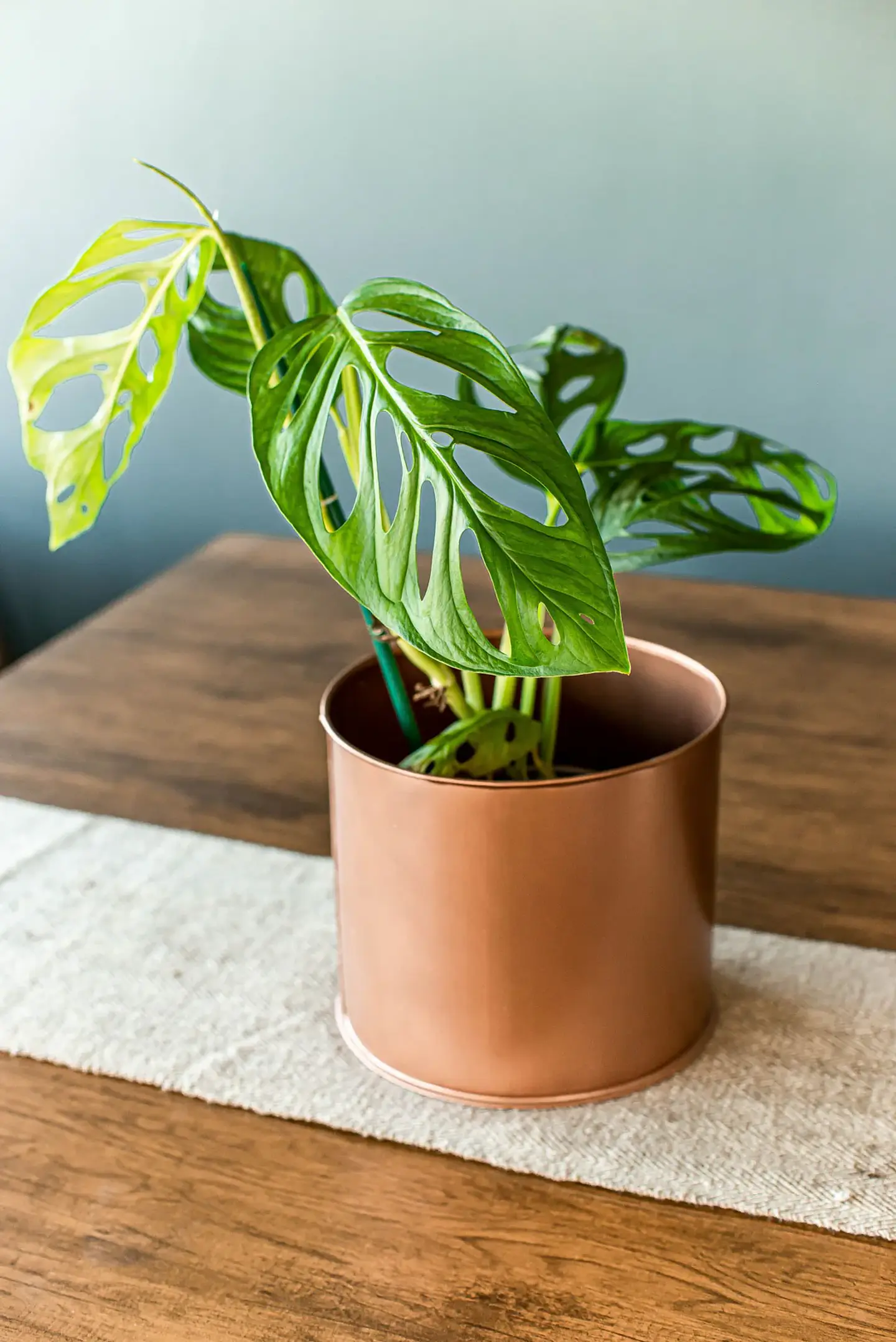 Plantas RV - Monstera Adansoni tamaño S  1