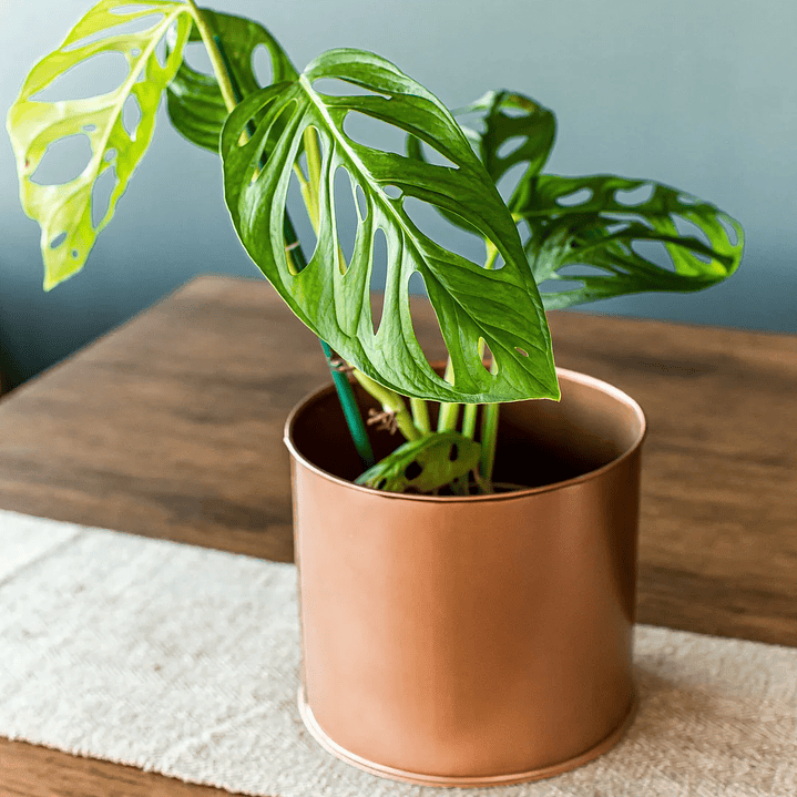 Plantas RV - Monstera Adansoni tamaño S  1