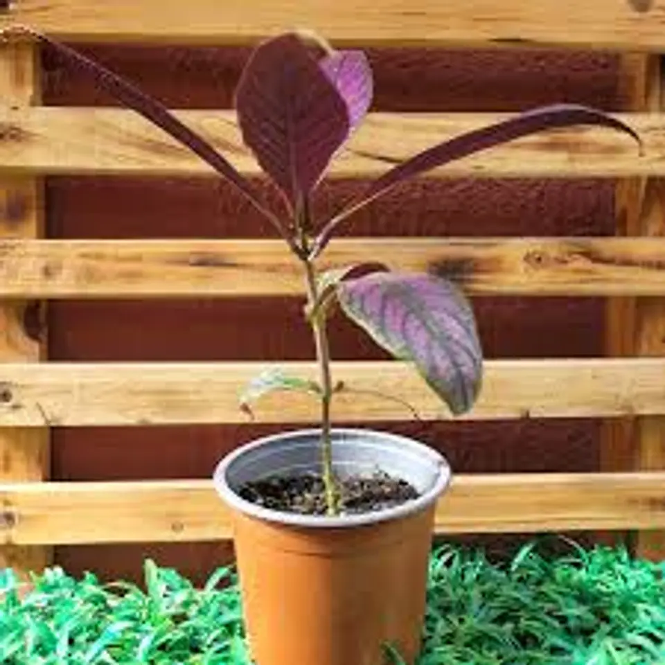 Plantas RV - Strobilanthe Tamaño S 1