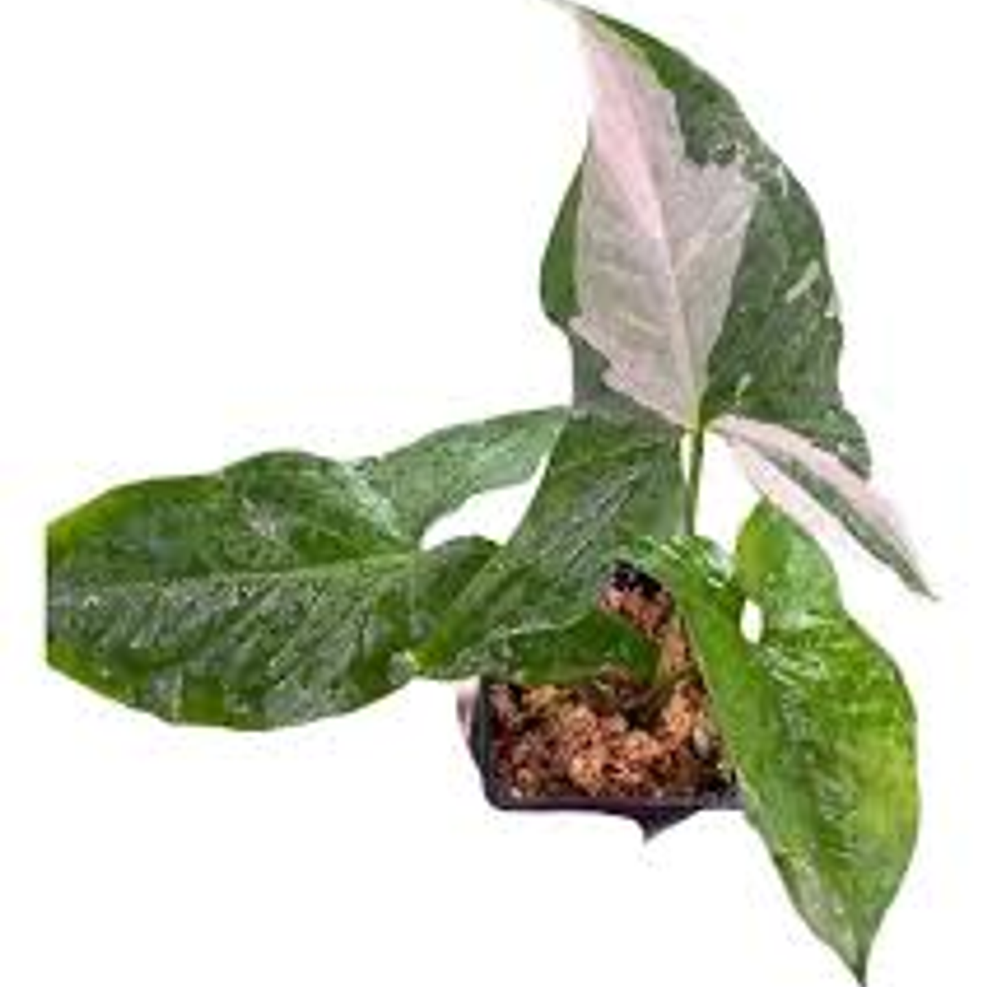 Plantas RV - Singonio Variegado tamaño M  1