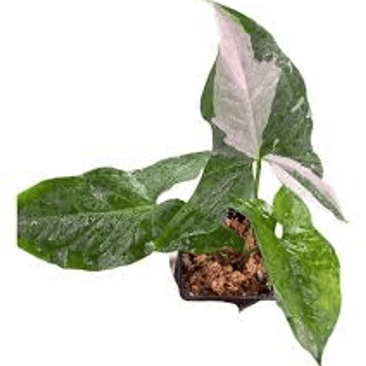 Plantas RV - Singonio Variegado tamaño M  1