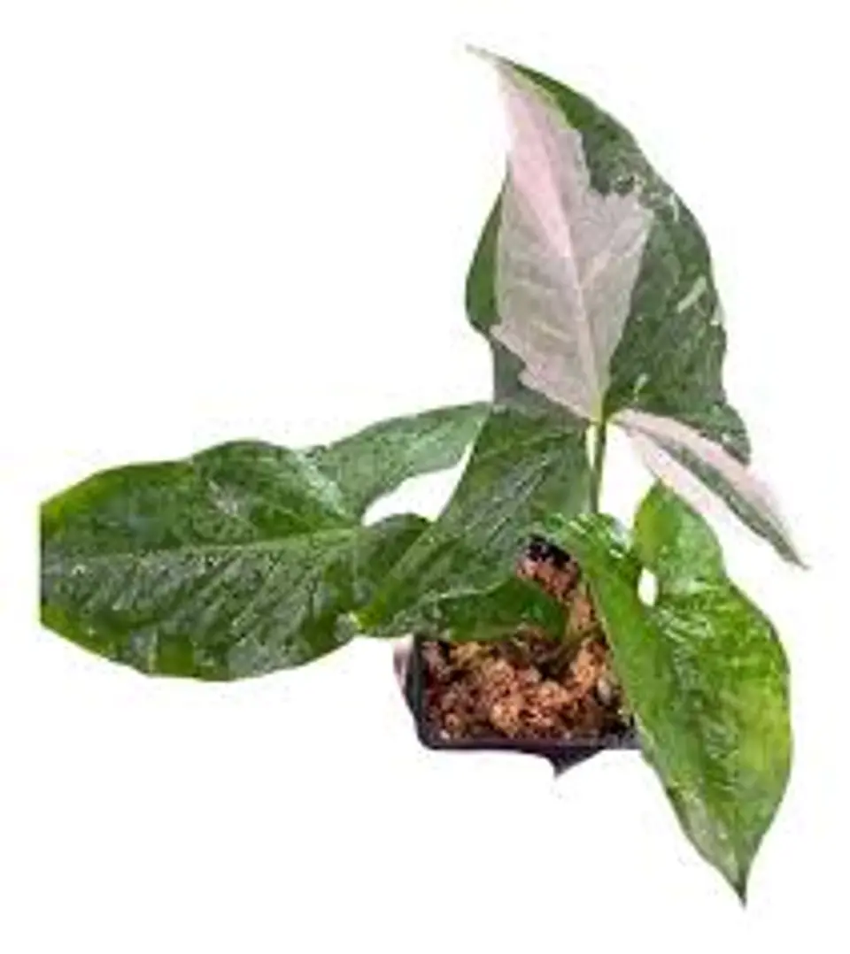 Plantas RV - Singonio Variegado tamaño M  1