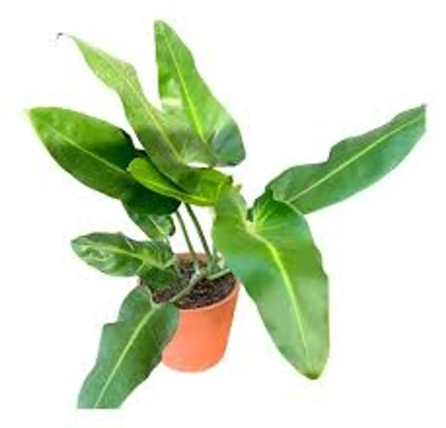 Plantas RV - Longifolio L  1