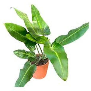 Plantas RV - Longifolio L 