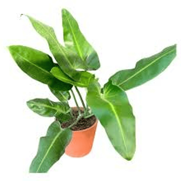 Plantas RV - Longifolio L  1