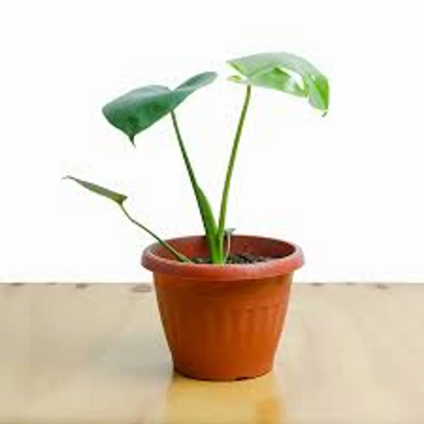 Plantas RV - Monstera Deliciosa tamaño XS  1