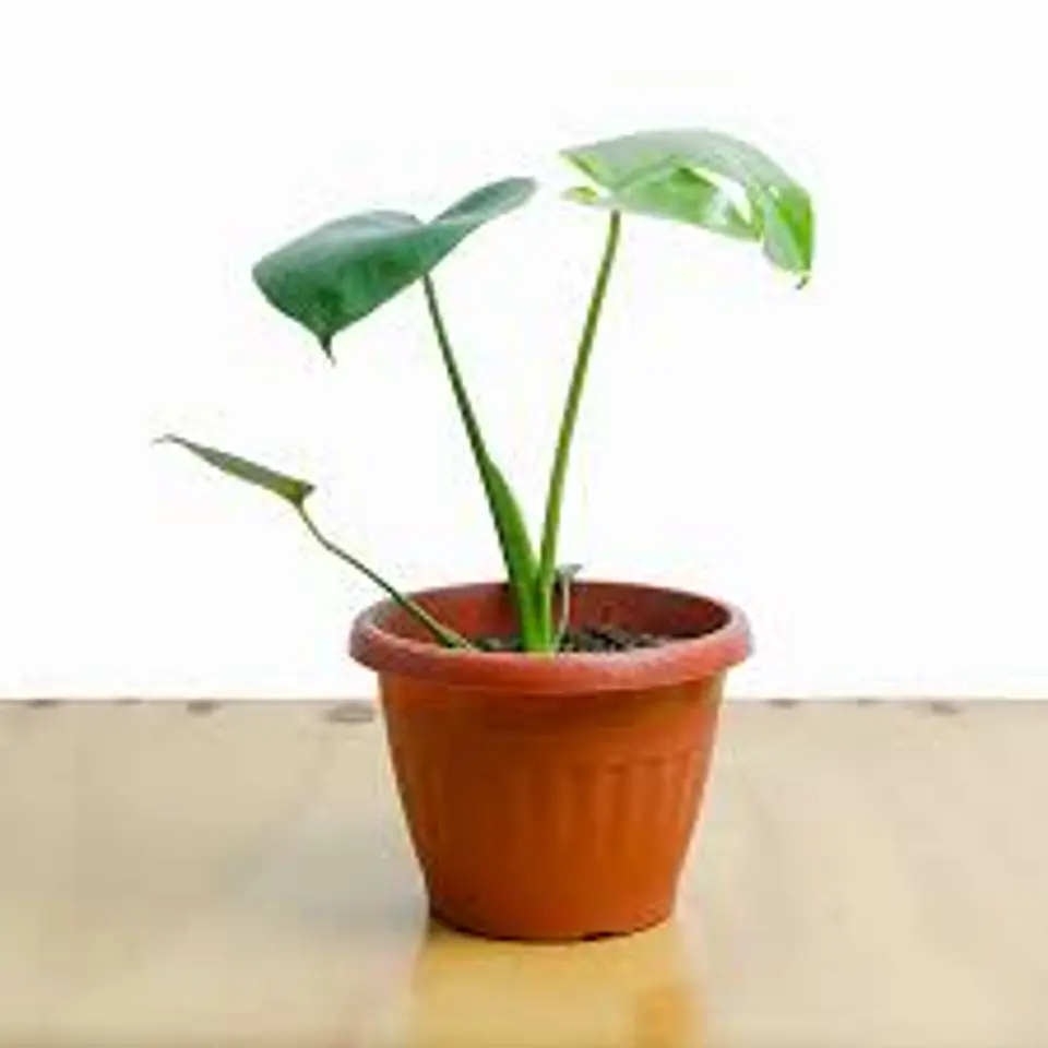 Plantas RV - Monstera Deliciosa tamaño XS  1