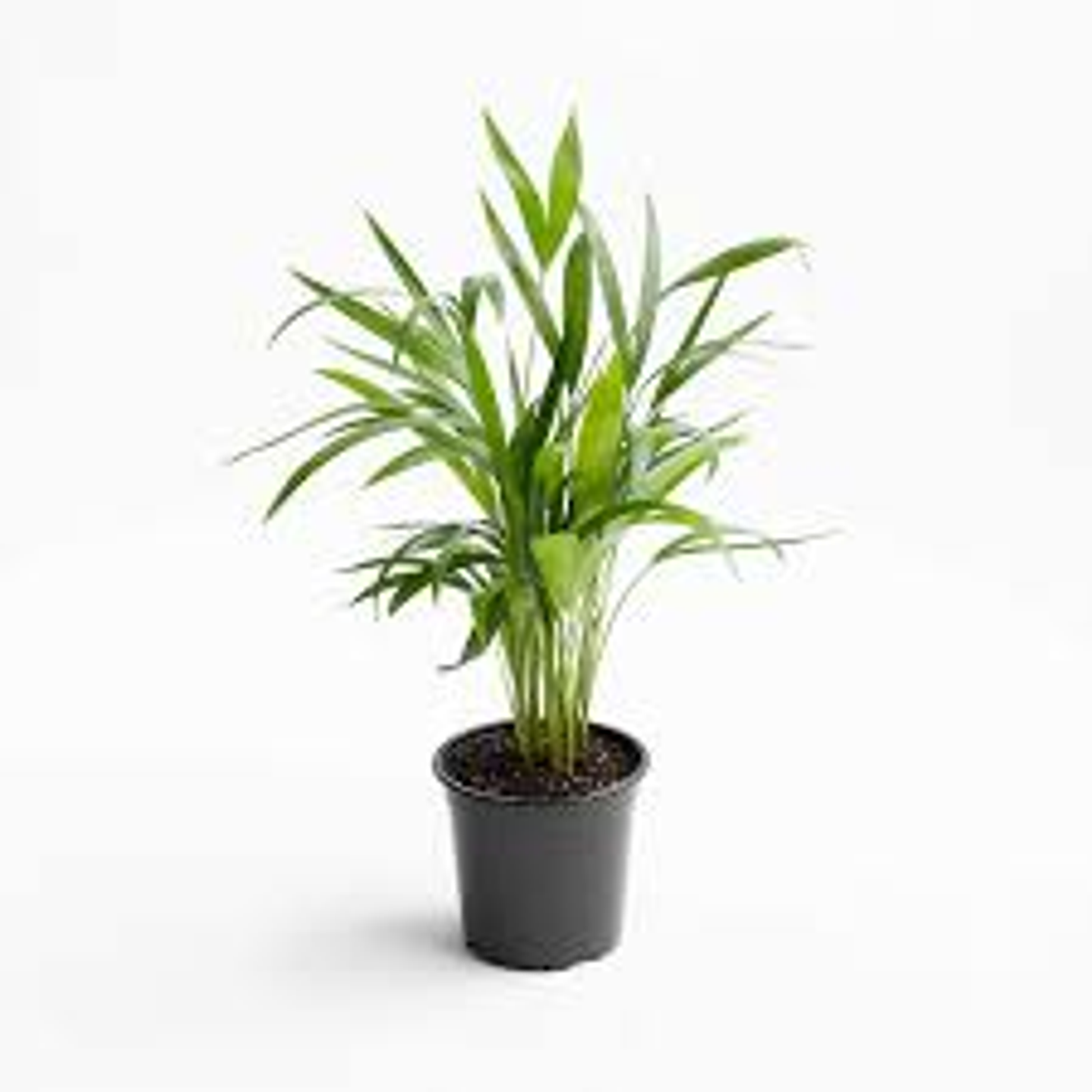 Planats RV - Palmera Areca  1