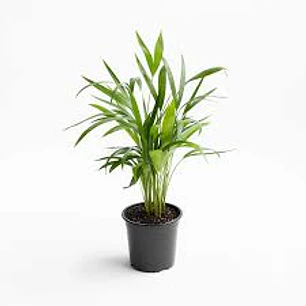 Planats RV - Palmera Areca 