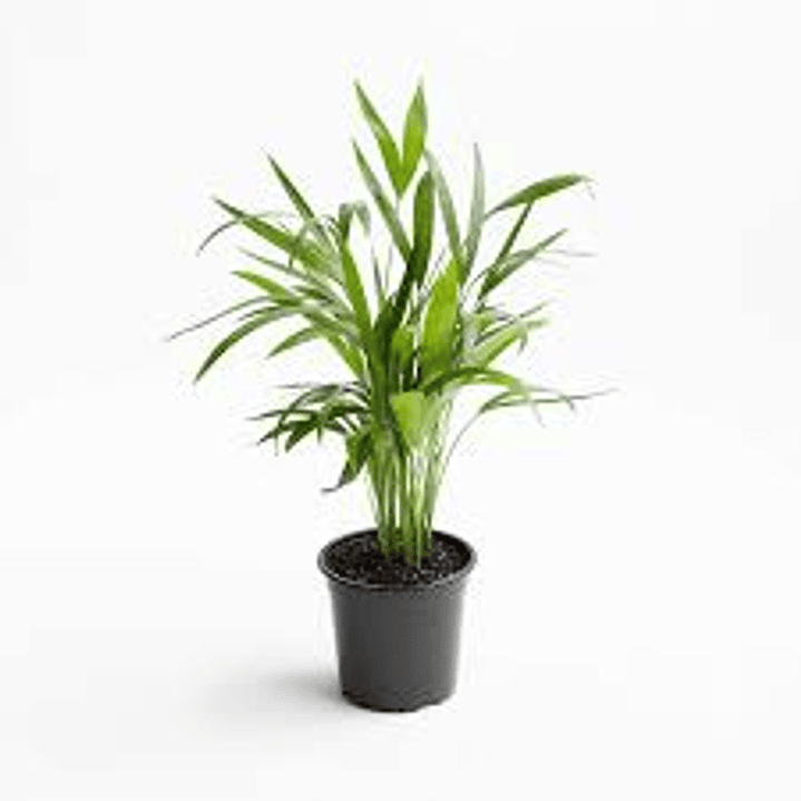 Planats RV - Palmera Areca  1