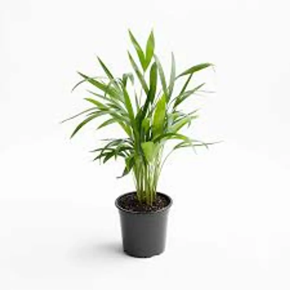 Planats RV - Palmera Areca  1