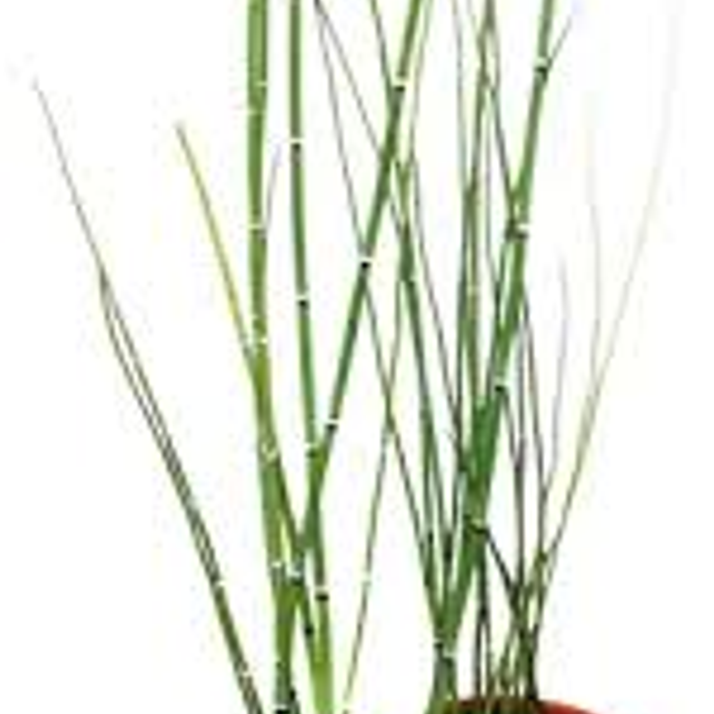 Plantas RV - Equisetum tamaño S 1
