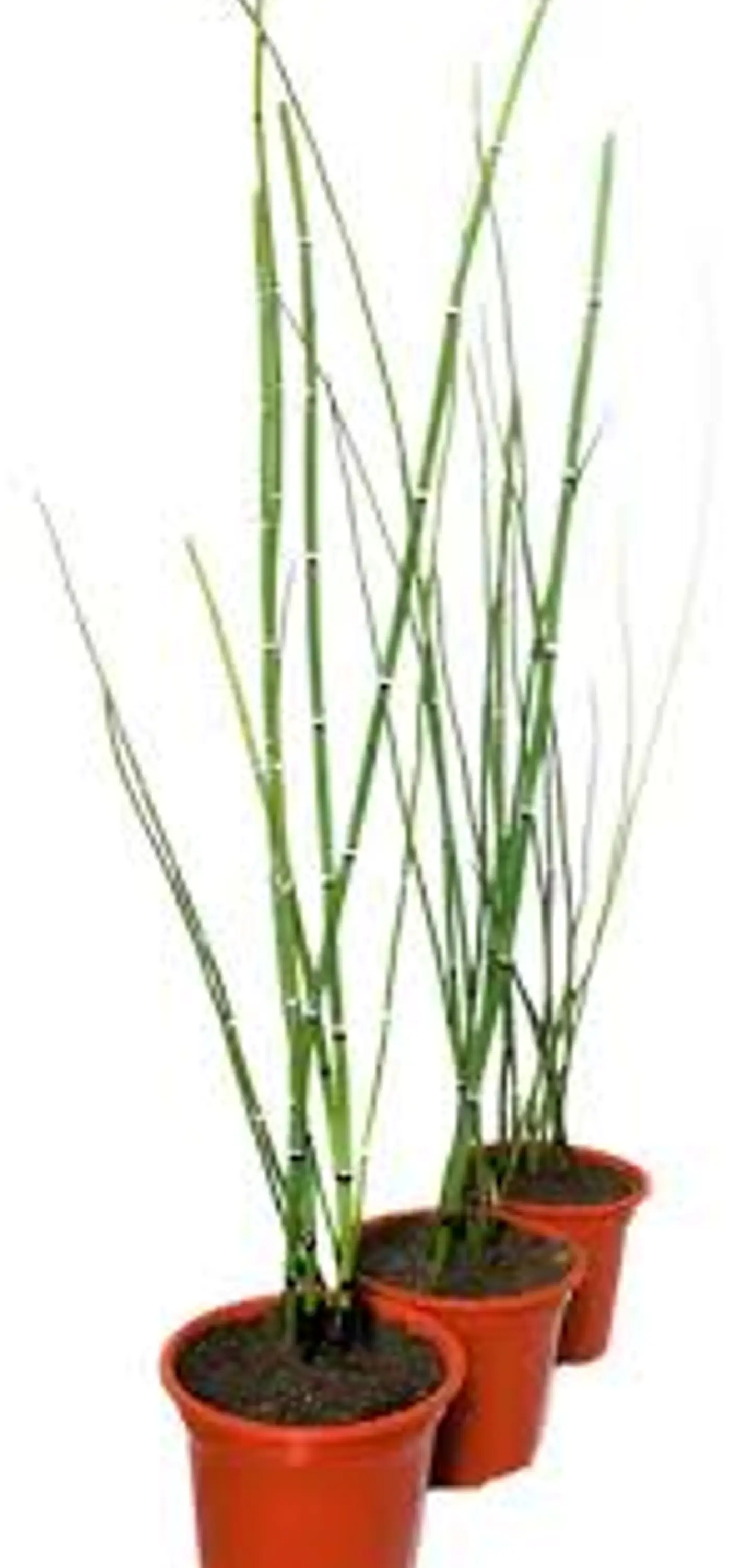Plantas RV - Equisetum tamaño S 1
