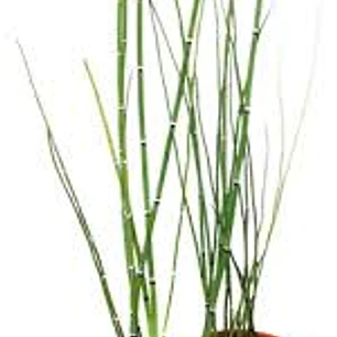 Plantas RV - Equisetum tamaño S