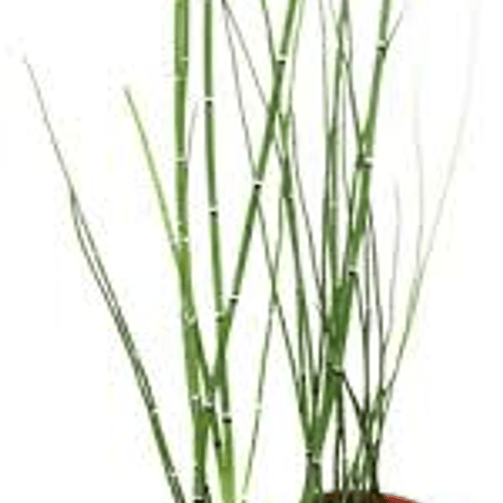 Plantas RV - Equisetum tamaño S 1