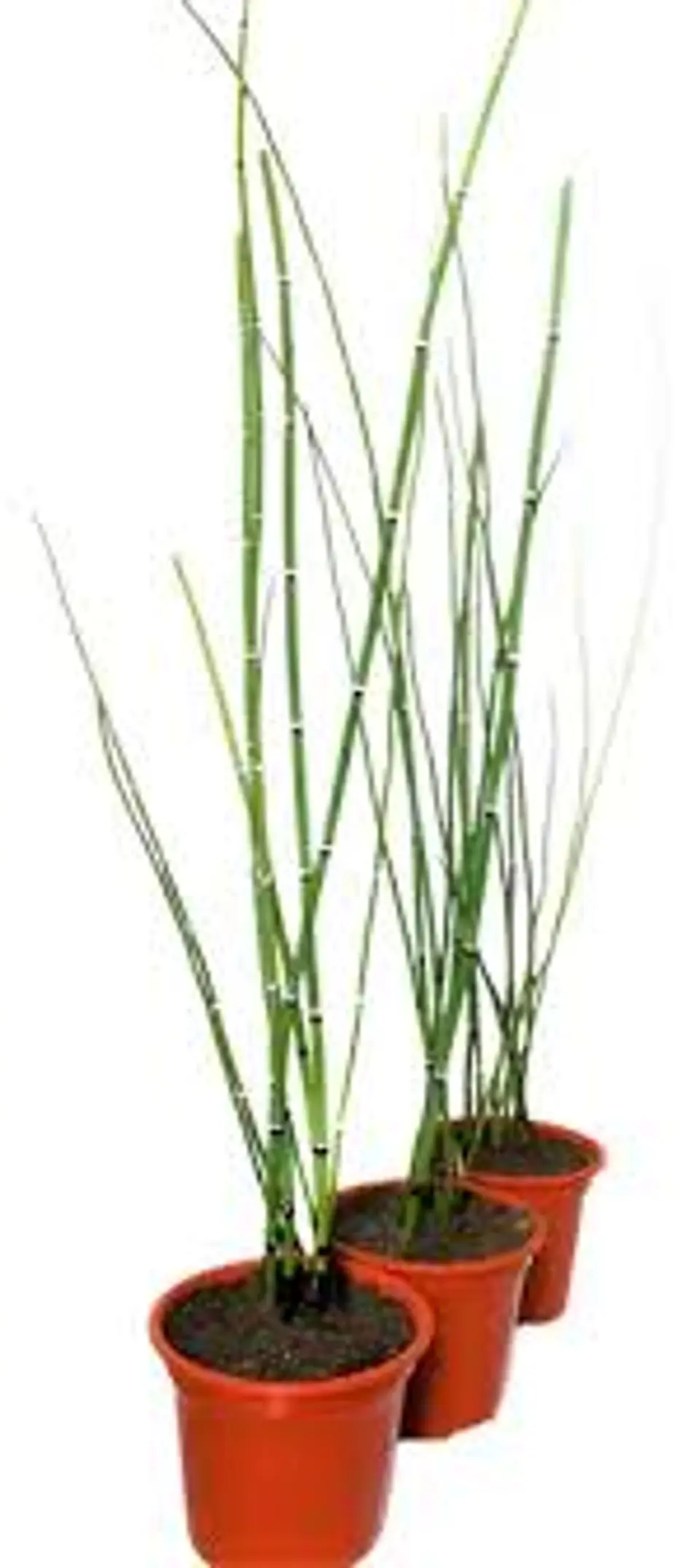 Plantas RV - Equisetum tamaño S 1