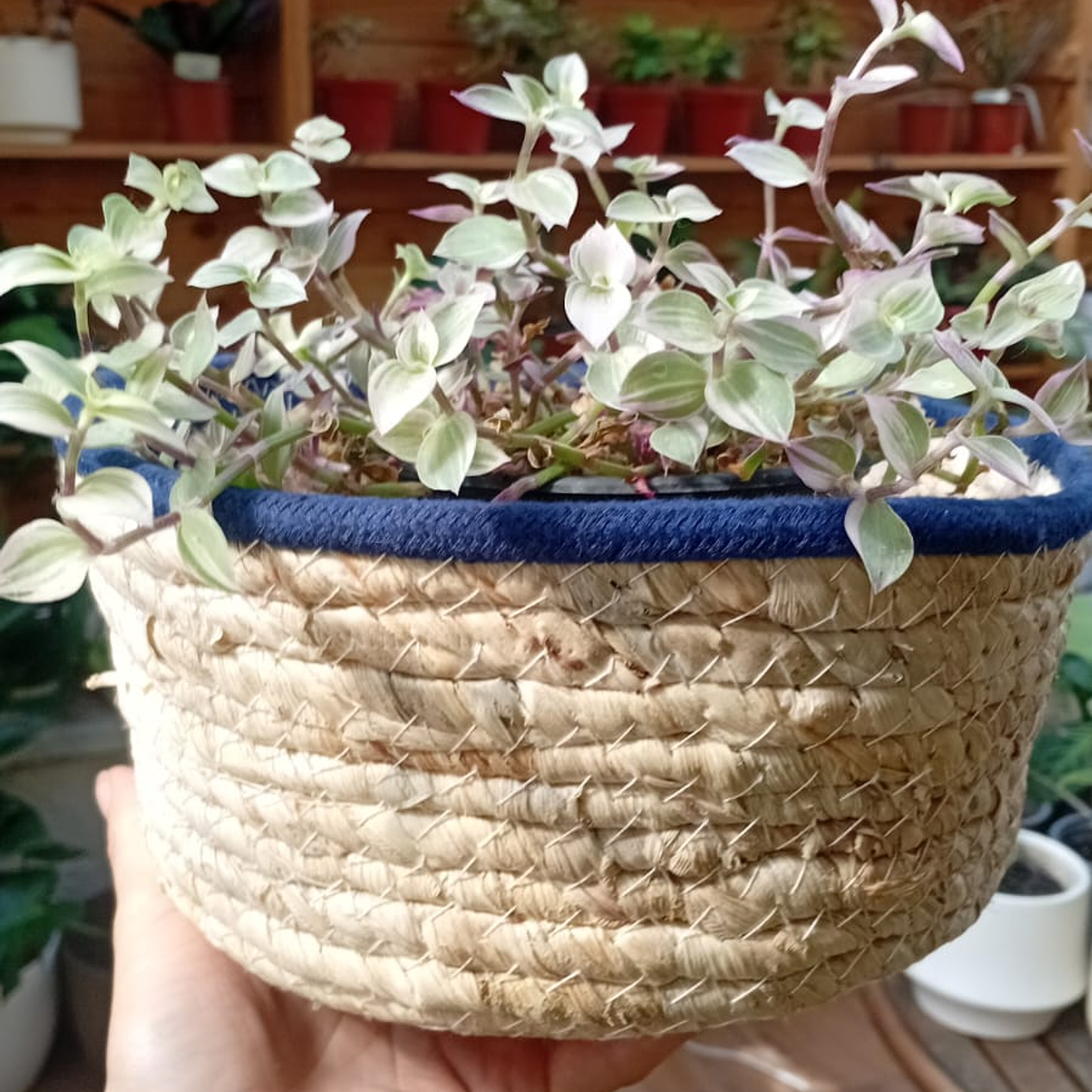 Plantas RV - Canasto mimbre sin manilla M  2