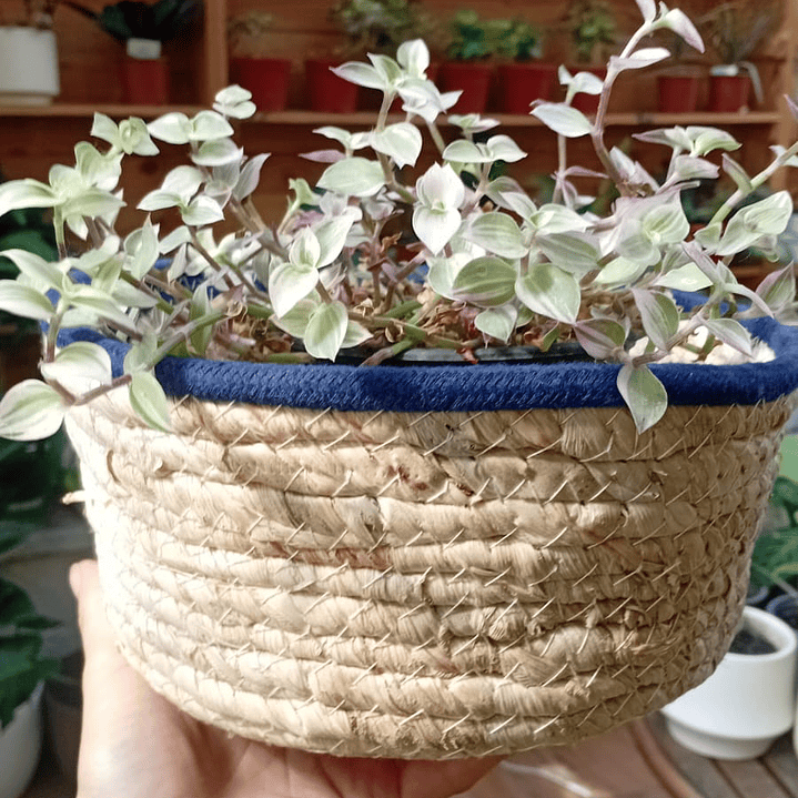 Plantas RV - Canasto mimbre sin manilla M  2