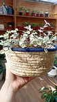 Plantas RV - Canasto mimbre sin manilla M  - Miniatura 2