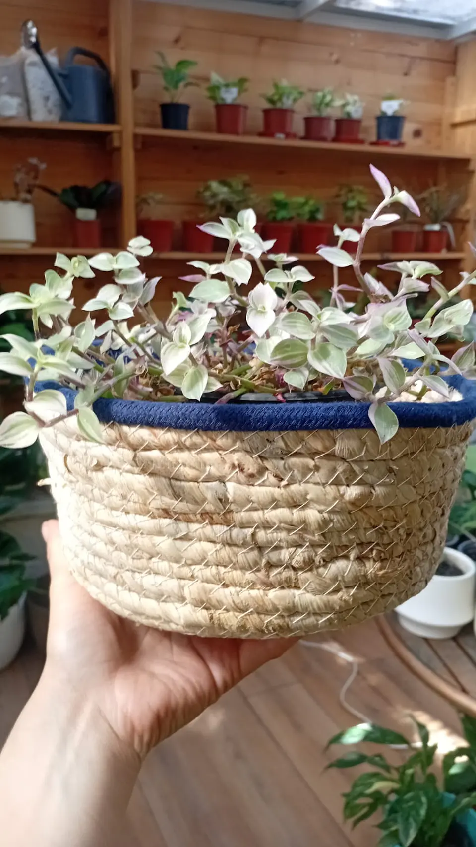 Plantas RV - Canasto mimbre sin manilla M  2