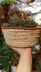 Plantas RV - Canasto mimbre sin manilla M  - Miniatura 3