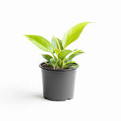 Plantas RV - Filodendro Birkin S 