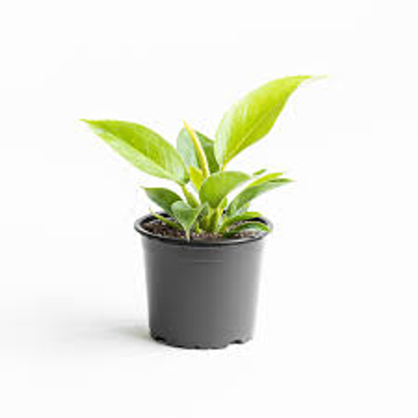 Plantas RV - Filodendro Birkin S  1