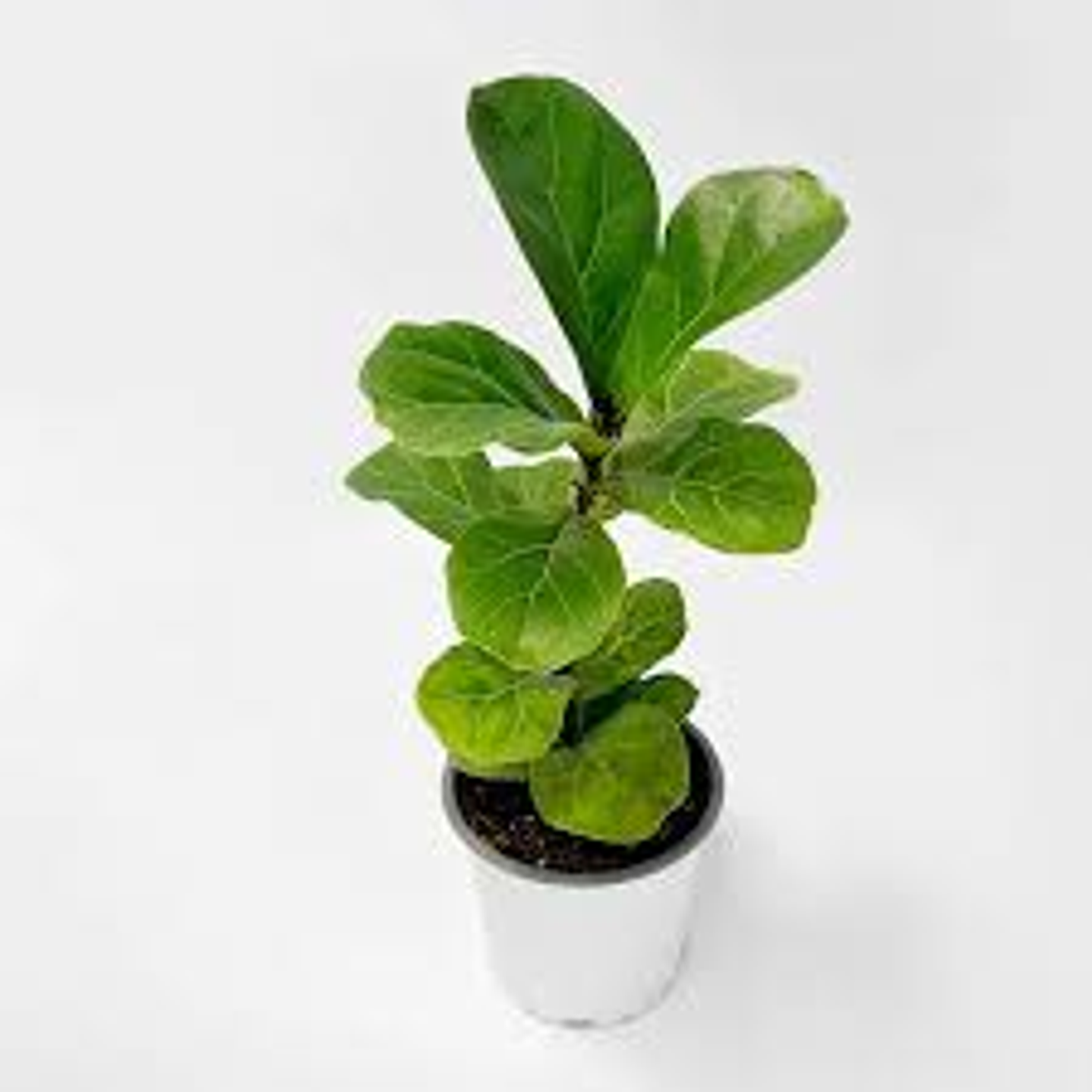 Plantas RV - Ficus Lyrata Bambino  1