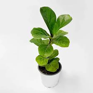 Plantas RV - Ficus Lyrata Bambino 