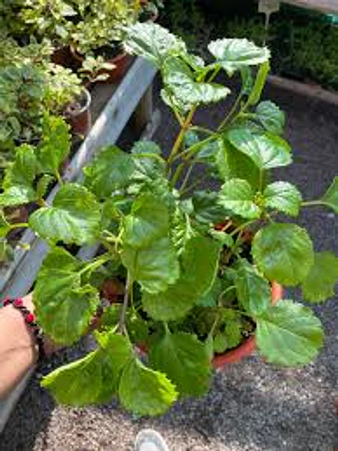 Plantas RV - Dólar verde tamaño M 